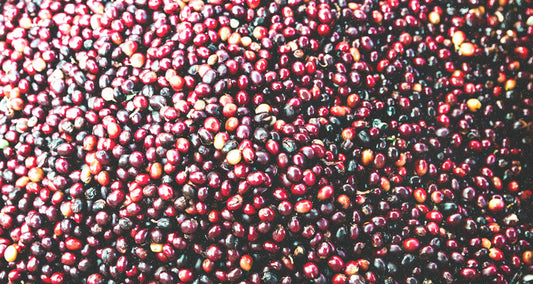 Coffee Basics: Processing