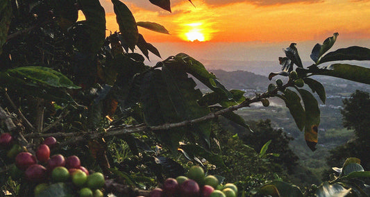 Coffee Basics: Sourcing