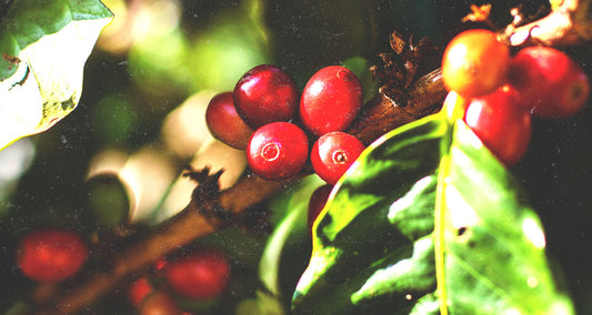 Coffee Basics: Varieties